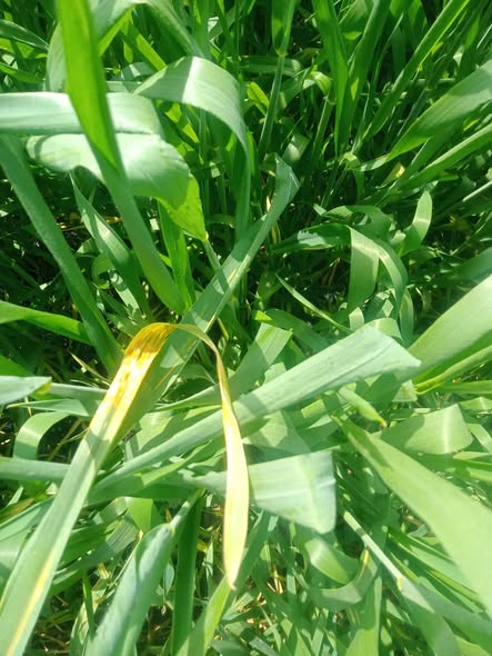 اي العلاج للصدا